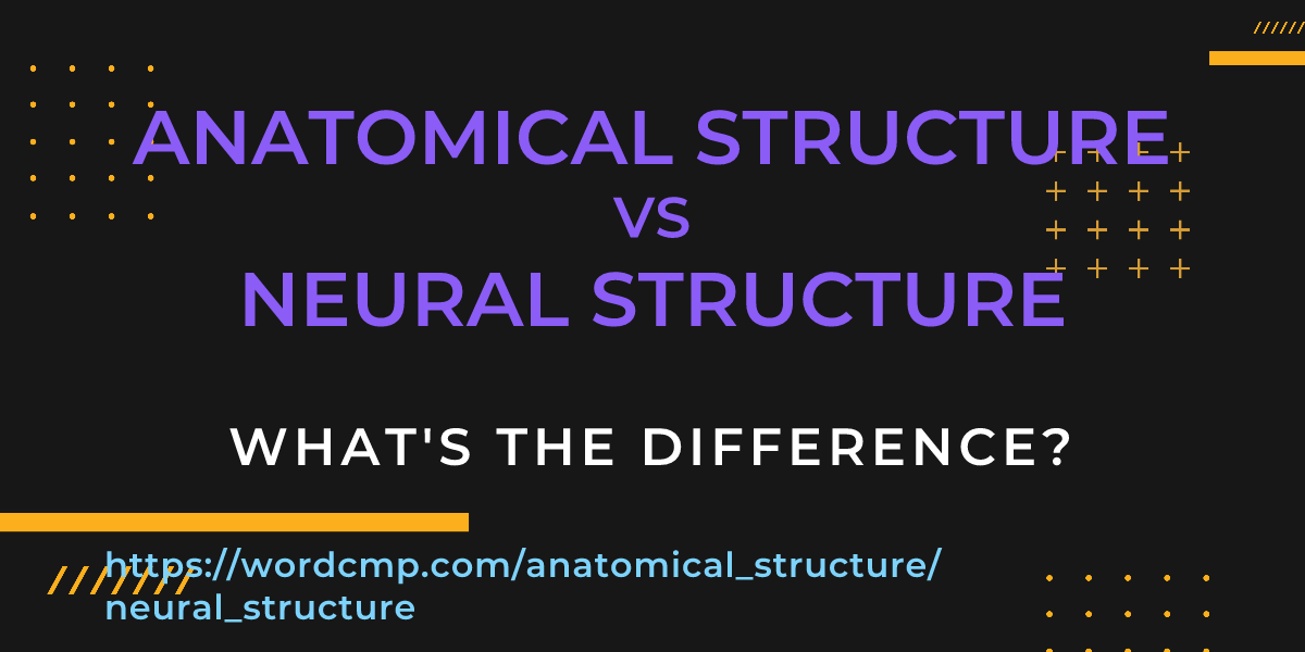 Difference between anatomical structure and neural structure