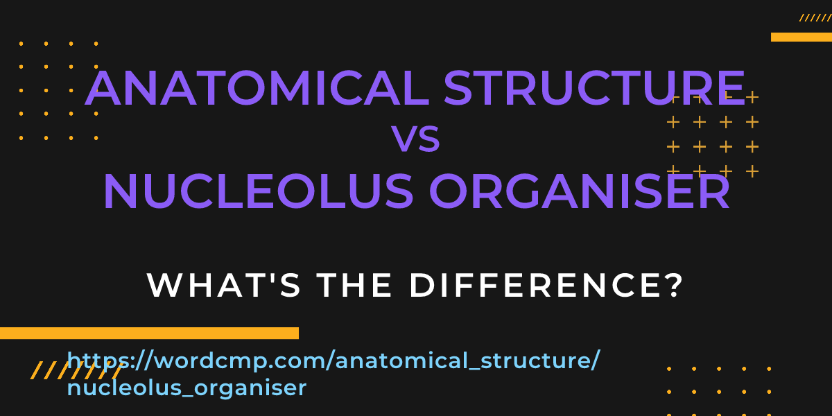 Difference between anatomical structure and nucleolus organiser