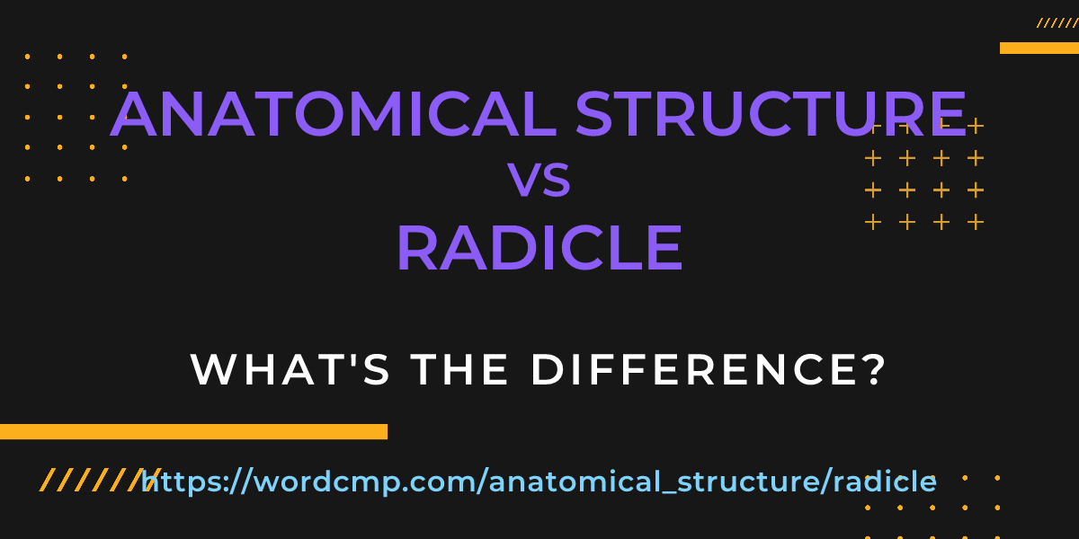 Difference between anatomical structure and radicle