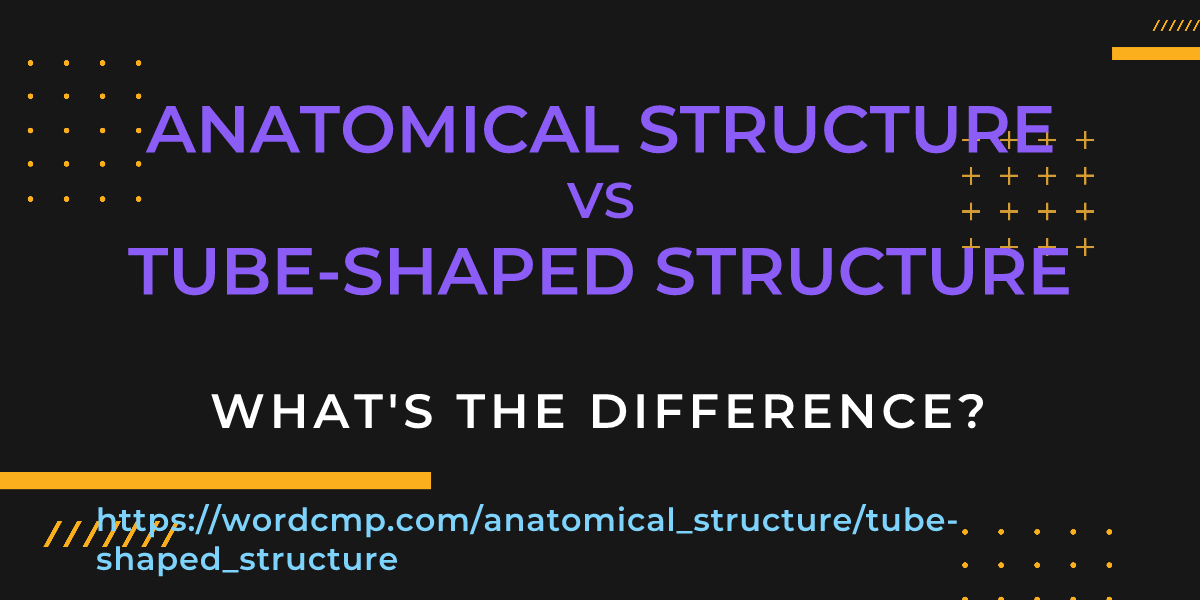 Difference between anatomical structure and tube-shaped structure