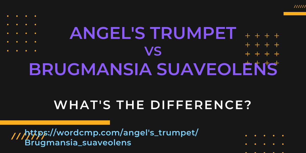 Difference between angel's trumpet and Brugmansia suaveolens