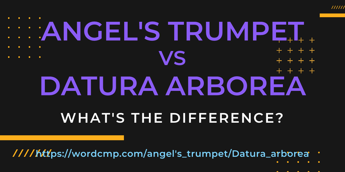 Difference between angel's trumpet and Datura arborea
