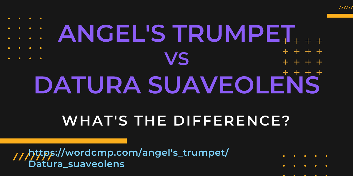 Difference between angel's trumpet and Datura suaveolens