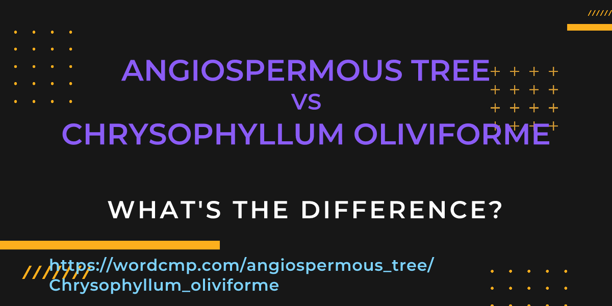 Difference between angiospermous tree and Chrysophyllum oliviforme