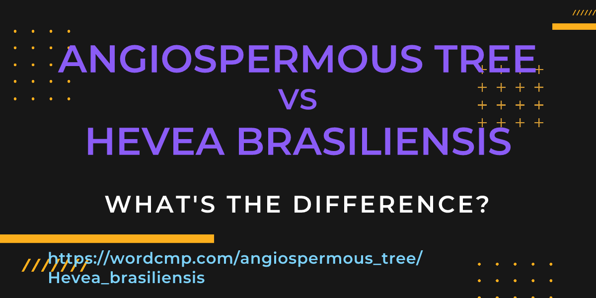 Difference between angiospermous tree and Hevea brasiliensis