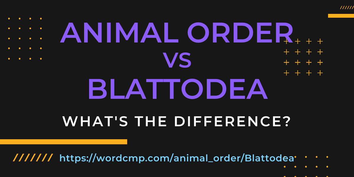 Difference between animal order and Blattodea