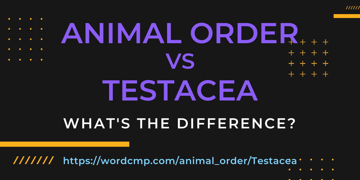 Difference between animal order and Testacea