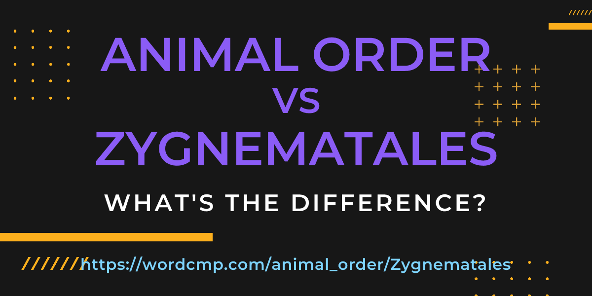 Difference between animal order and Zygnematales