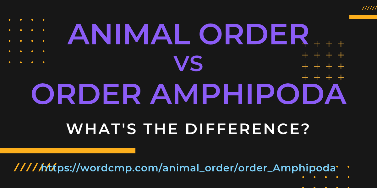 Difference between animal order and order Amphipoda