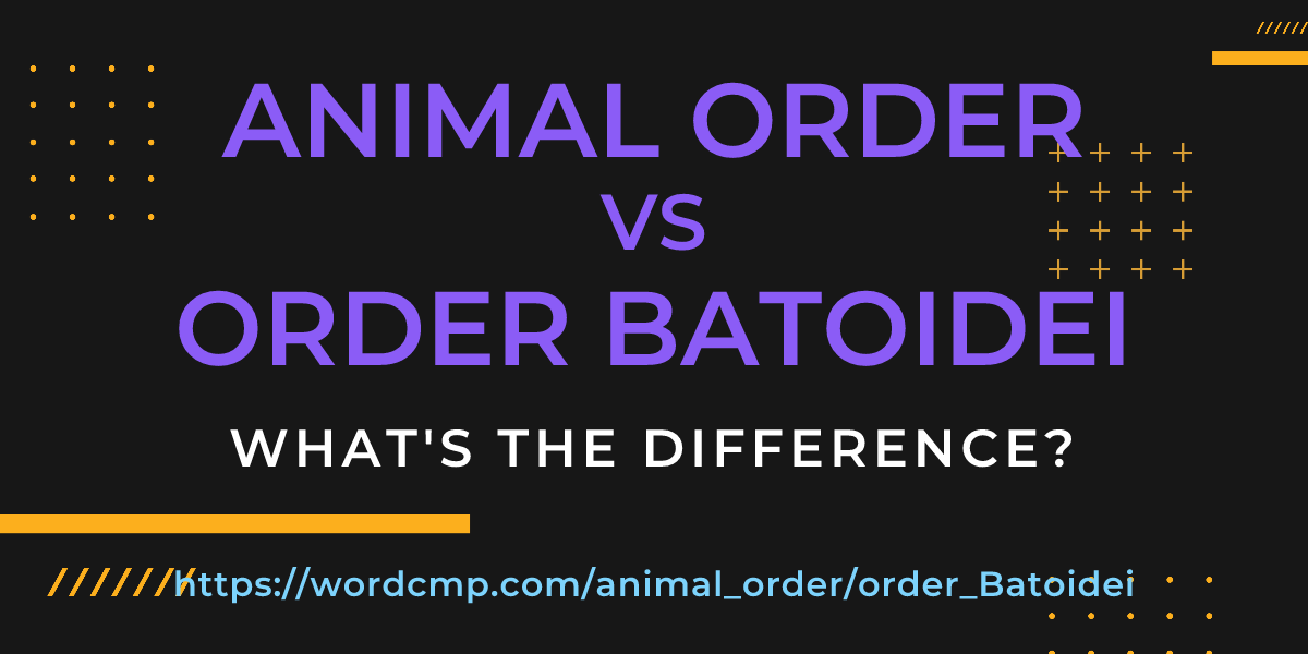 Difference between animal order and order Batoidei