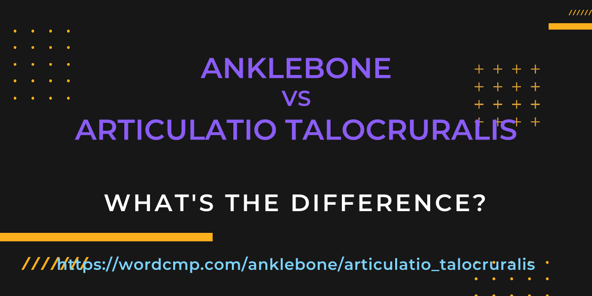 Difference between anklebone and articulatio talocruralis