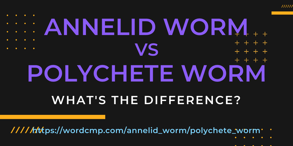 Difference between annelid worm and polychete worm