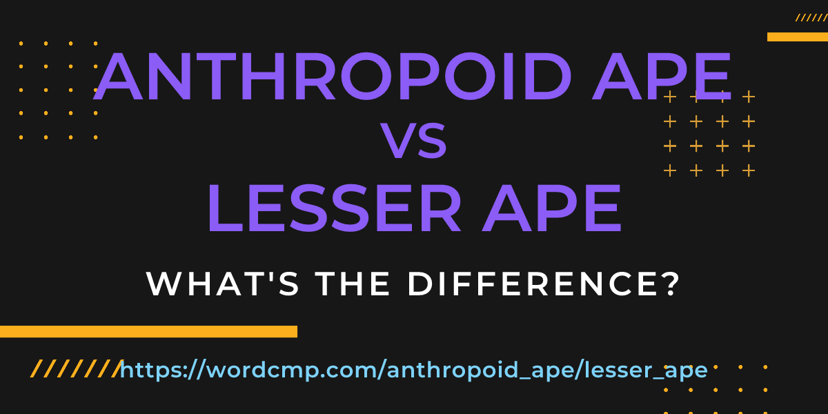 Difference between anthropoid ape and lesser ape