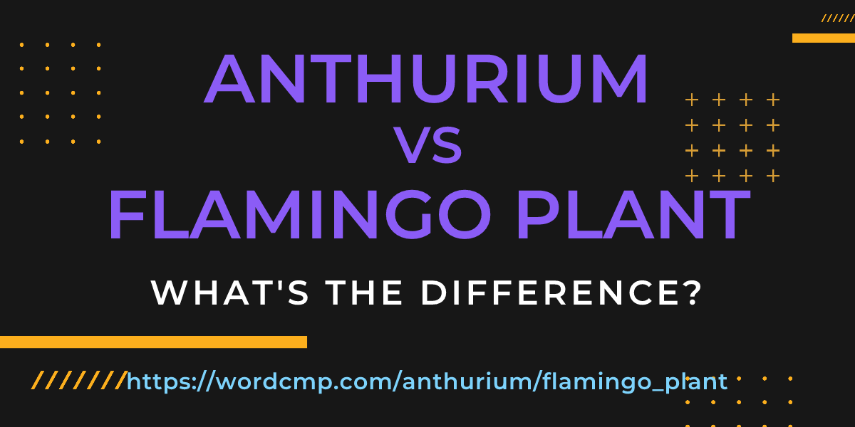 Difference between anthurium and flamingo plant