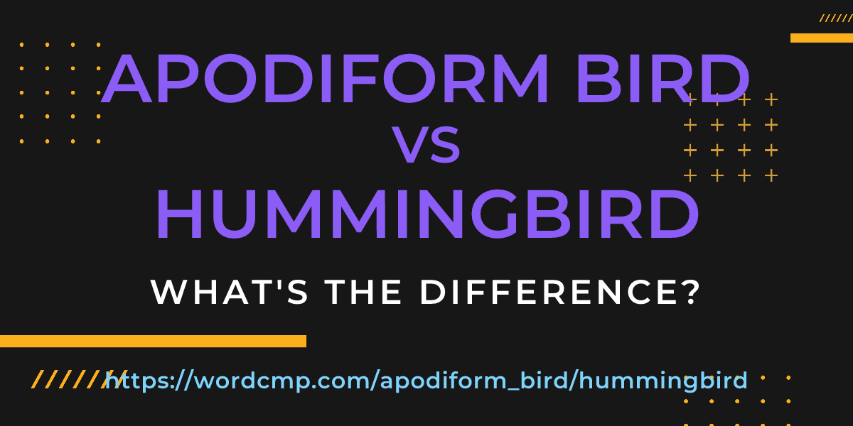 Difference between apodiform bird and hummingbird