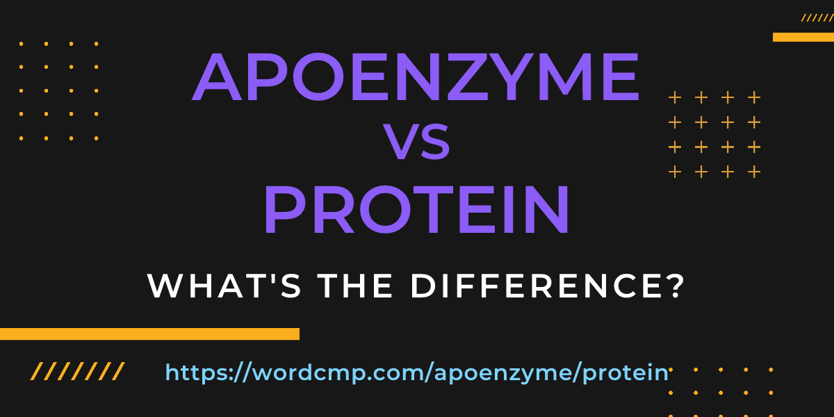 Difference between apoenzyme and protein