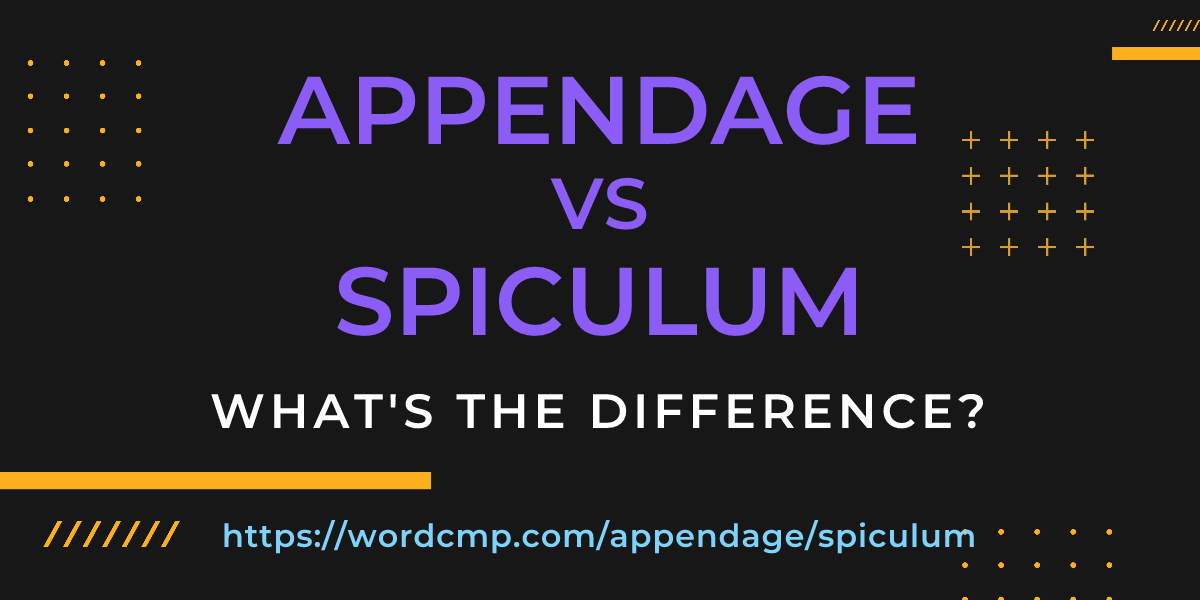 Difference between appendage and spiculum