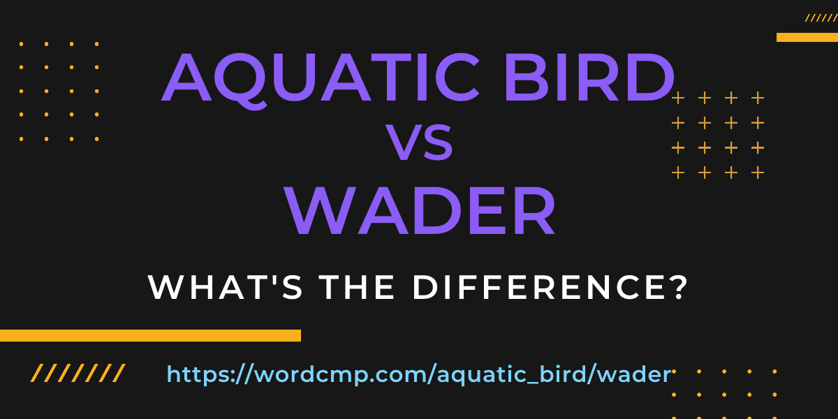 Difference between aquatic bird and wader