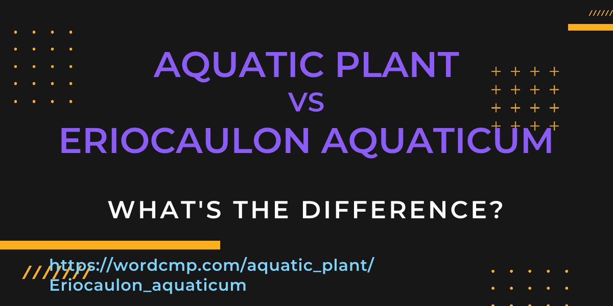 Difference between aquatic plant and Eriocaulon aquaticum