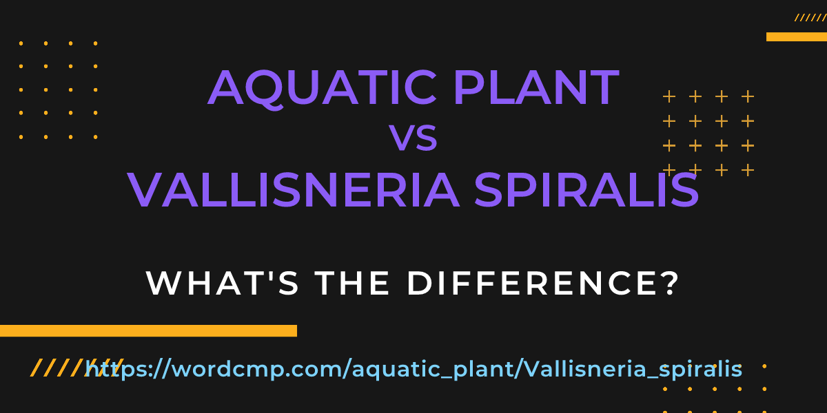 Difference between aquatic plant and Vallisneria spiralis