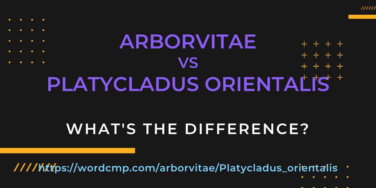 Difference between arborvitae and Platycladus orientalis