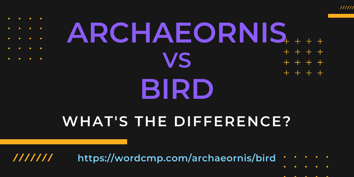 Difference between archaeornis and bird