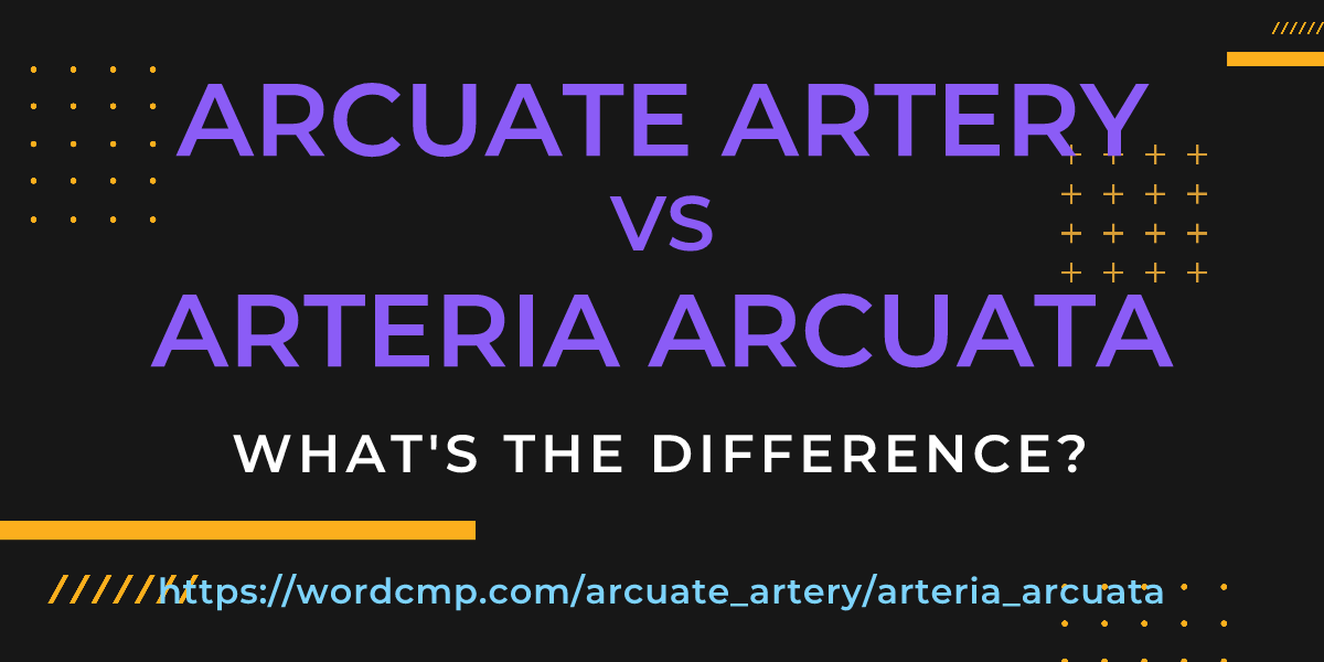 Difference between arcuate artery and arteria arcuata
