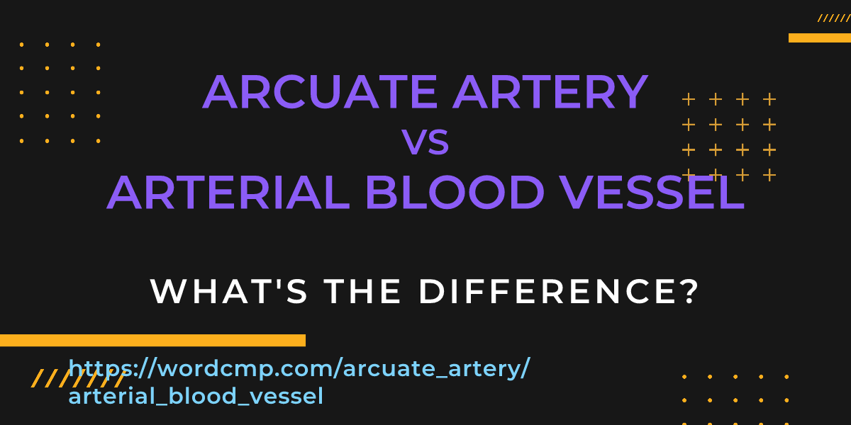 Difference between arcuate artery and arterial blood vessel