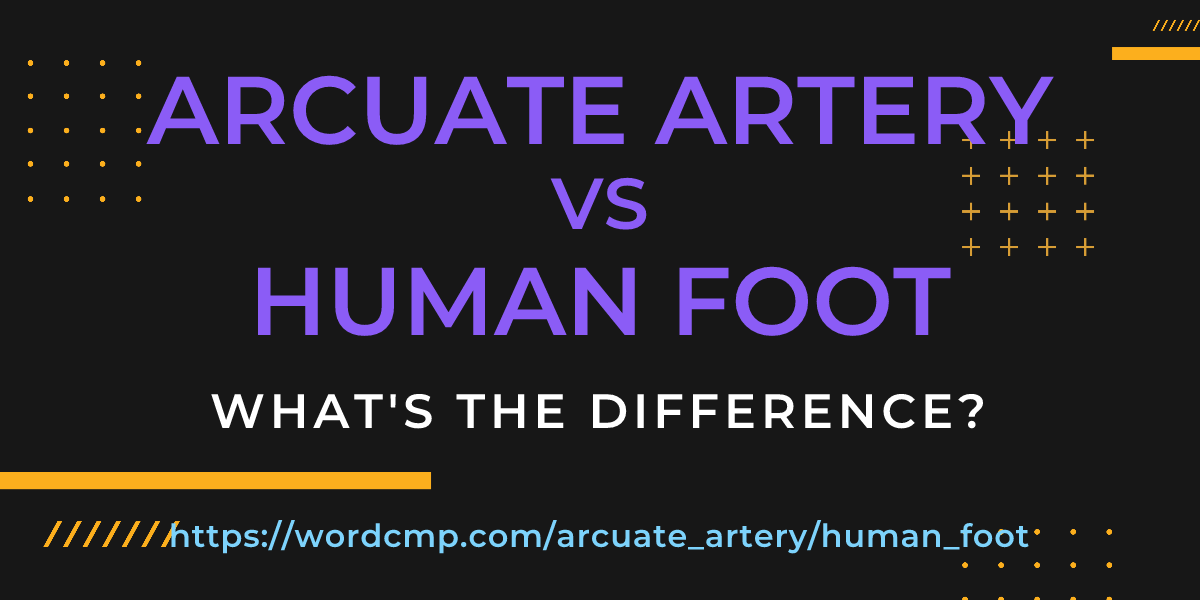Difference between arcuate artery and human foot