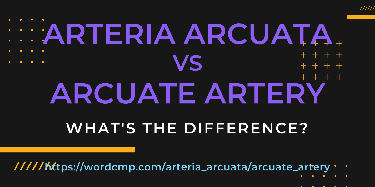 Difference between arteria arcuata and arcuate artery