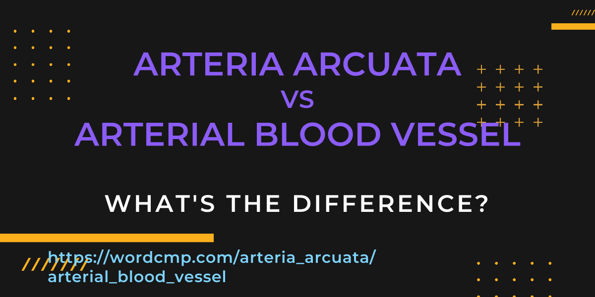 Difference between arteria arcuata and arterial blood vessel