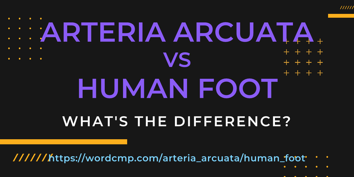 Difference between arteria arcuata and human foot