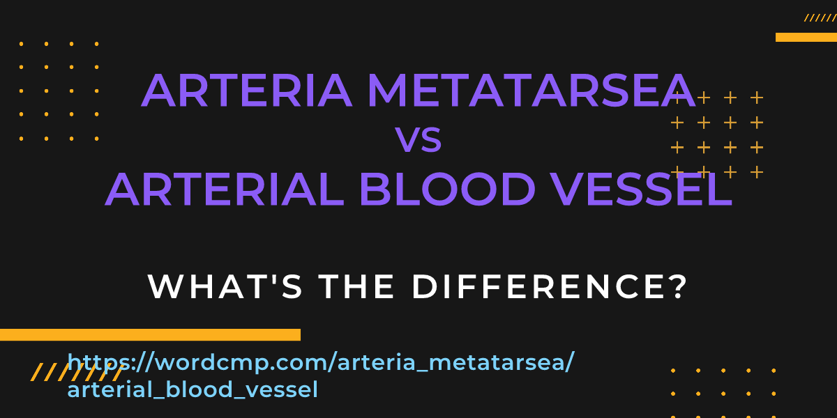 Difference between arteria metatarsea and arterial blood vessel