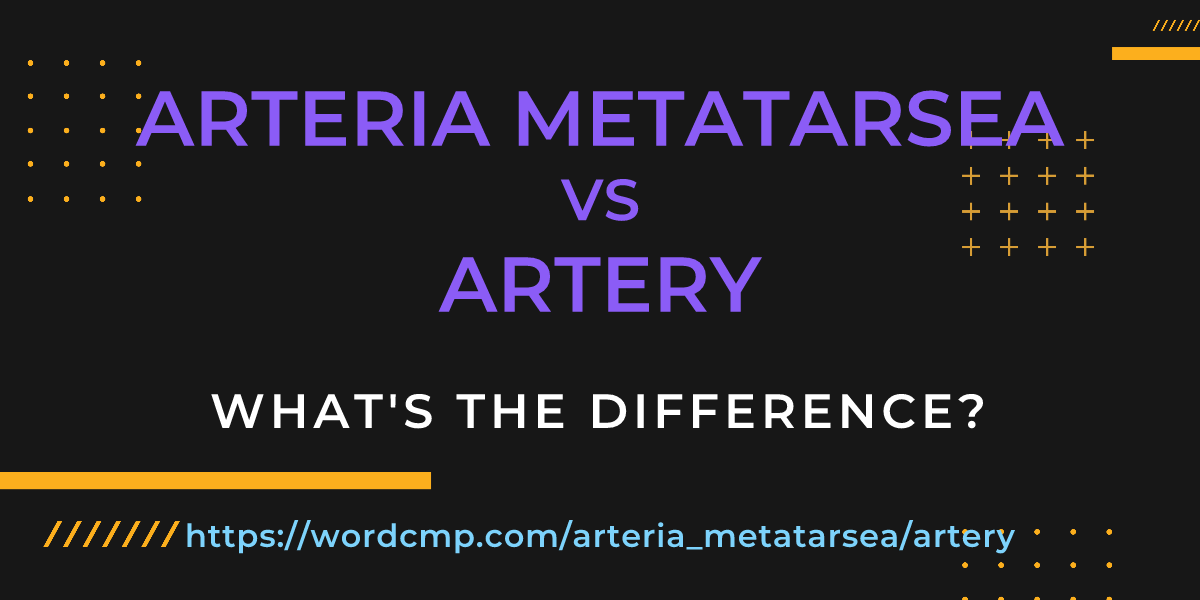 Difference between arteria metatarsea and artery