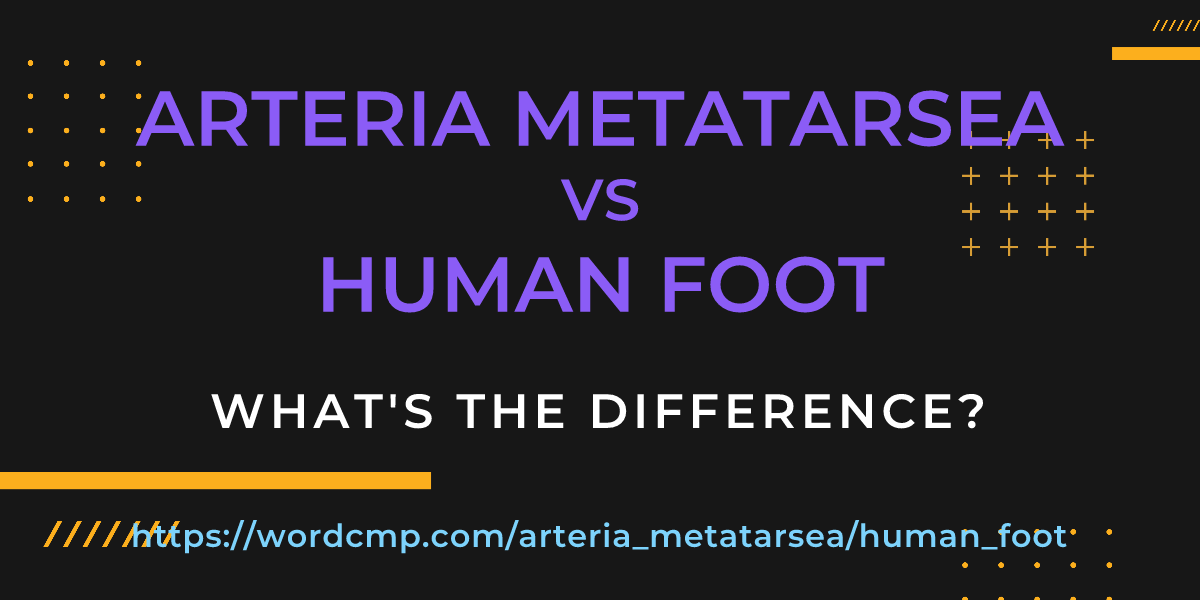 Difference between arteria metatarsea and human foot