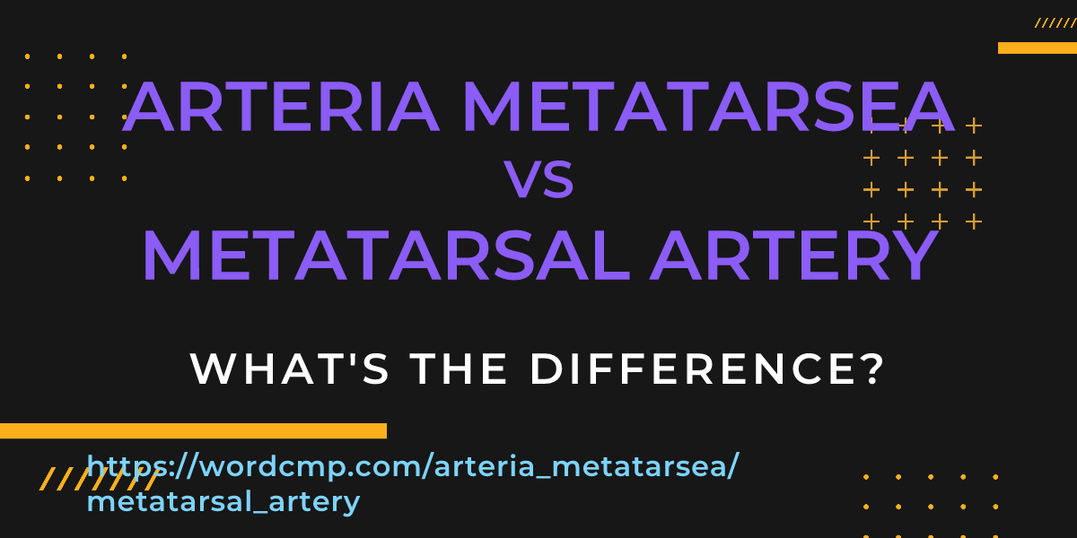 Difference between arteria metatarsea and metatarsal artery
