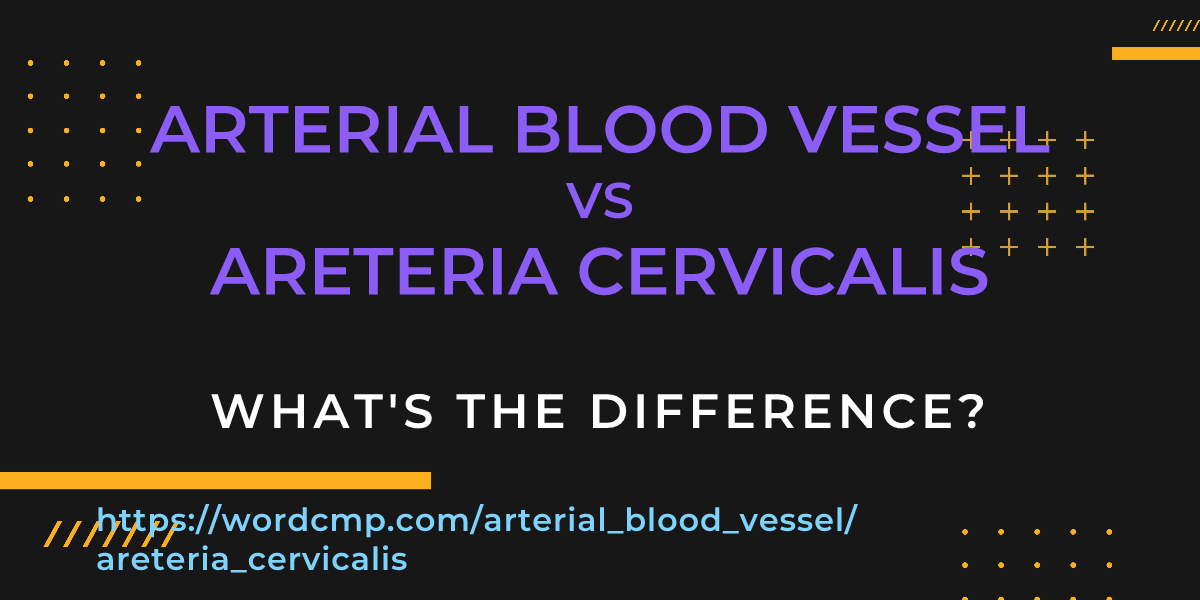 Difference between arterial blood vessel and areteria cervicalis
