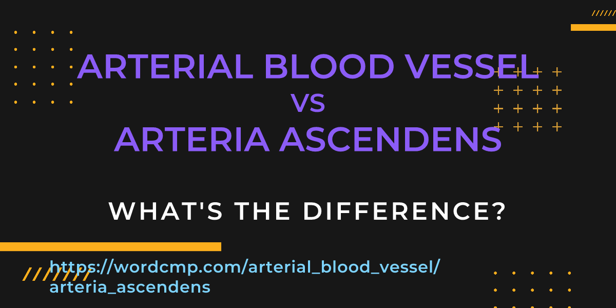 Difference between arterial blood vessel and arteria ascendens