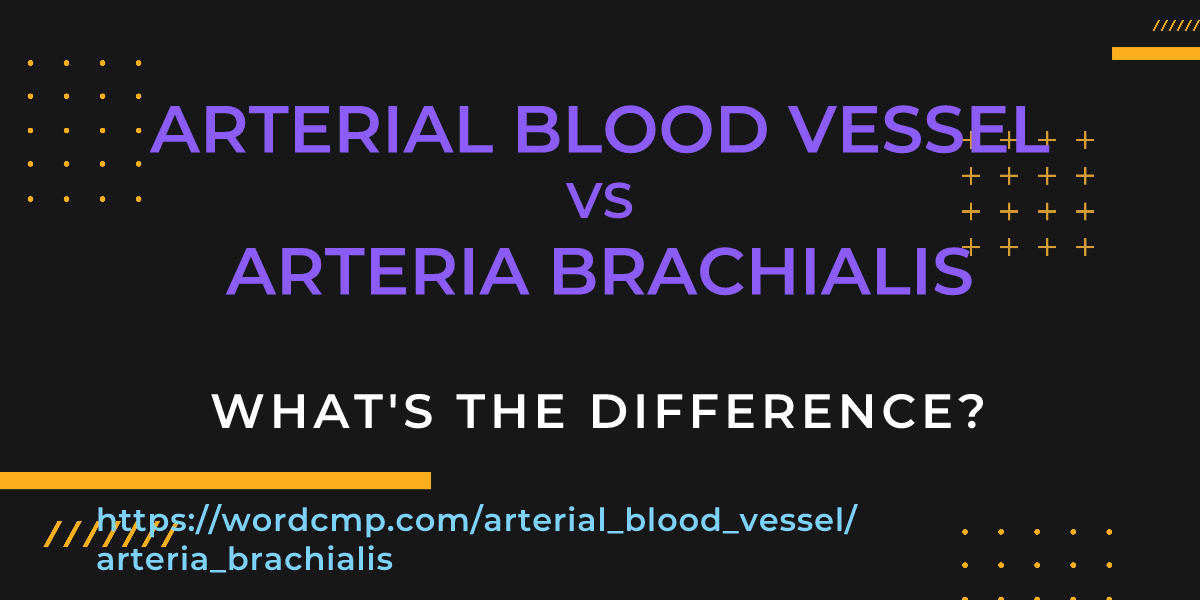 Difference between arterial blood vessel and arteria brachialis