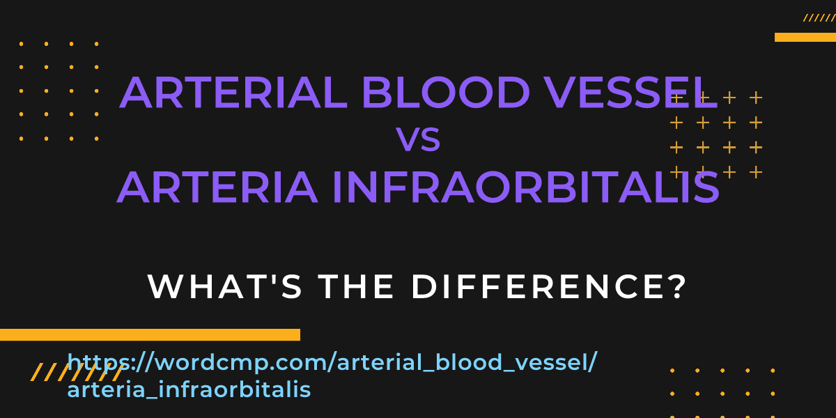 Difference between arterial blood vessel and arteria infraorbitalis