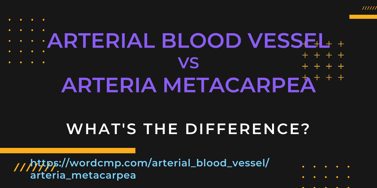 Difference between arterial blood vessel and arteria metacarpea