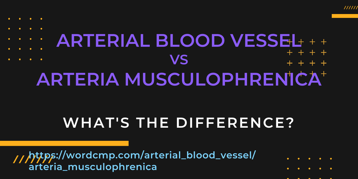 Difference between arterial blood vessel and arteria musculophrenica