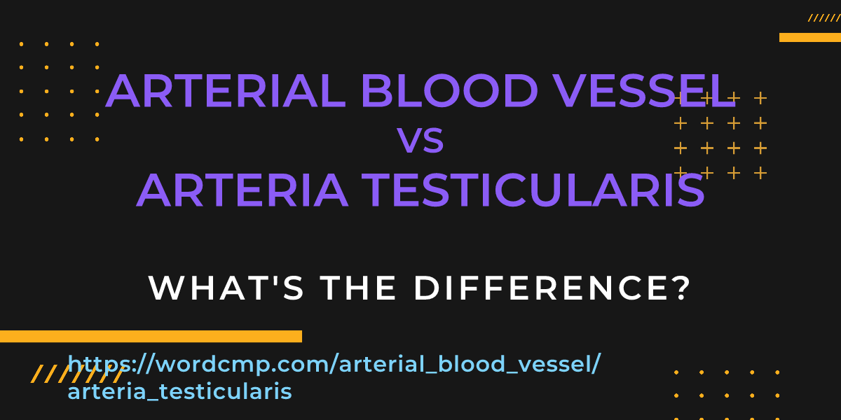 Difference between arterial blood vessel and arteria testicularis