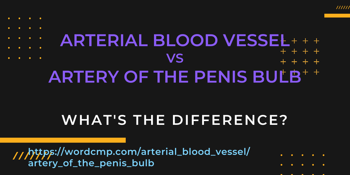 Difference between arterial blood vessel and artery of the penis bulb