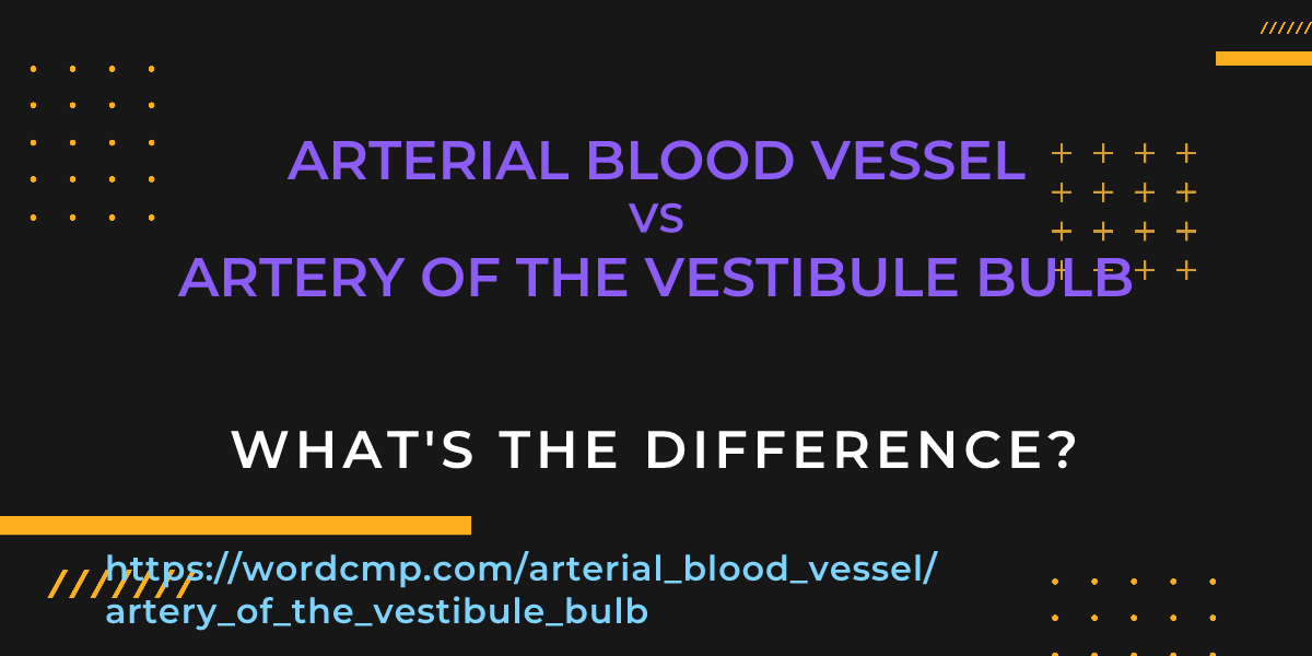 Difference between arterial blood vessel and artery of the vestibule bulb