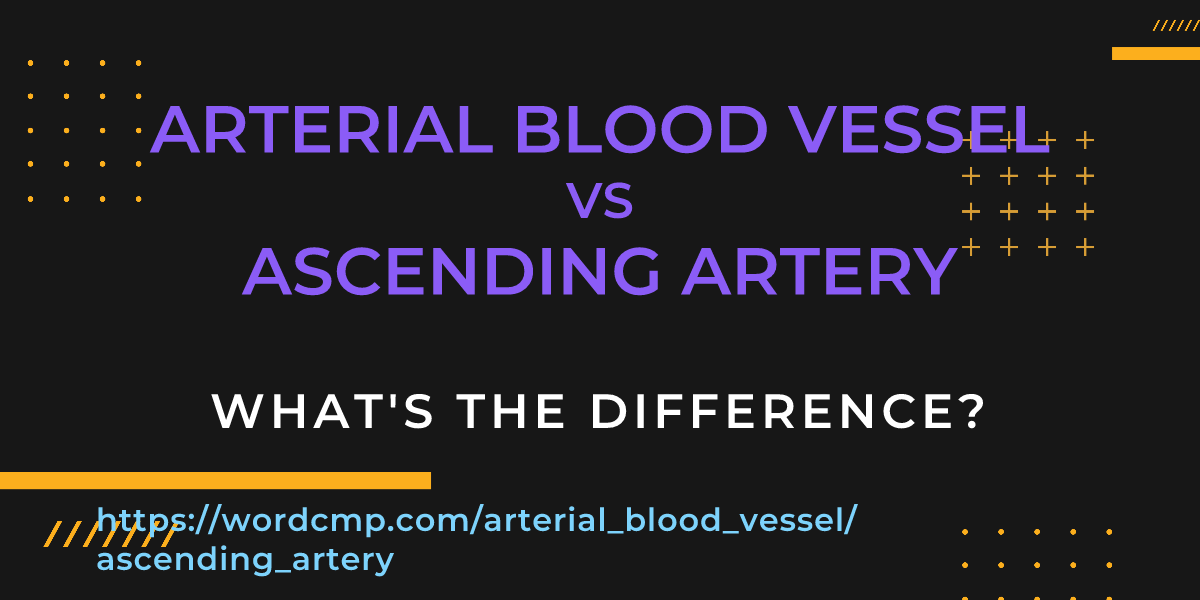 Difference between arterial blood vessel and ascending artery