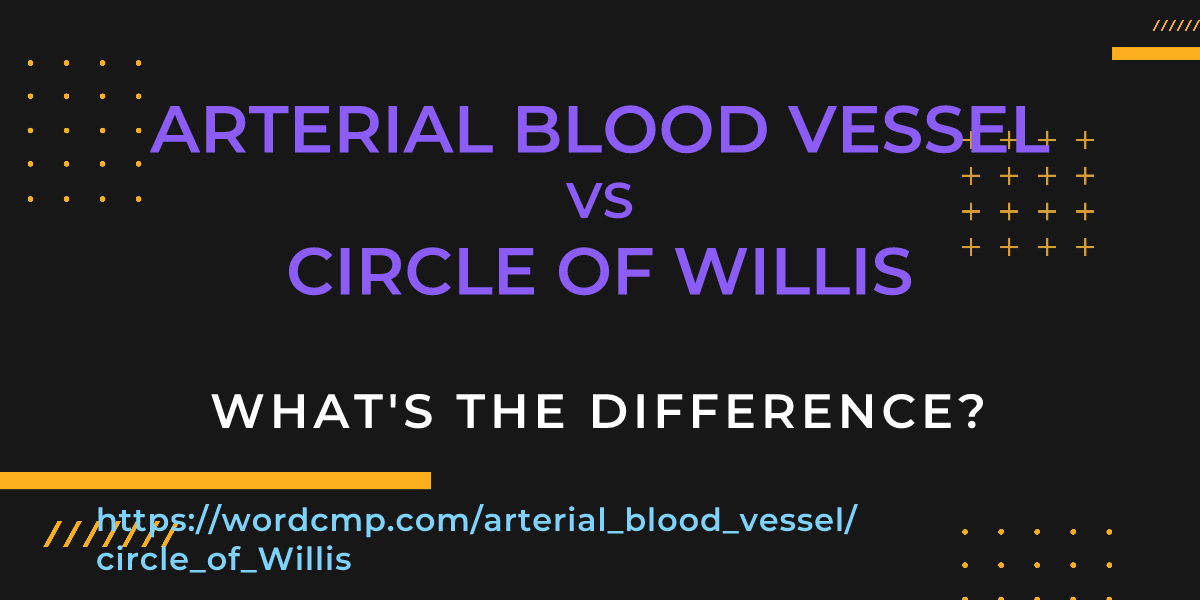 Difference between arterial blood vessel and circle of Willis