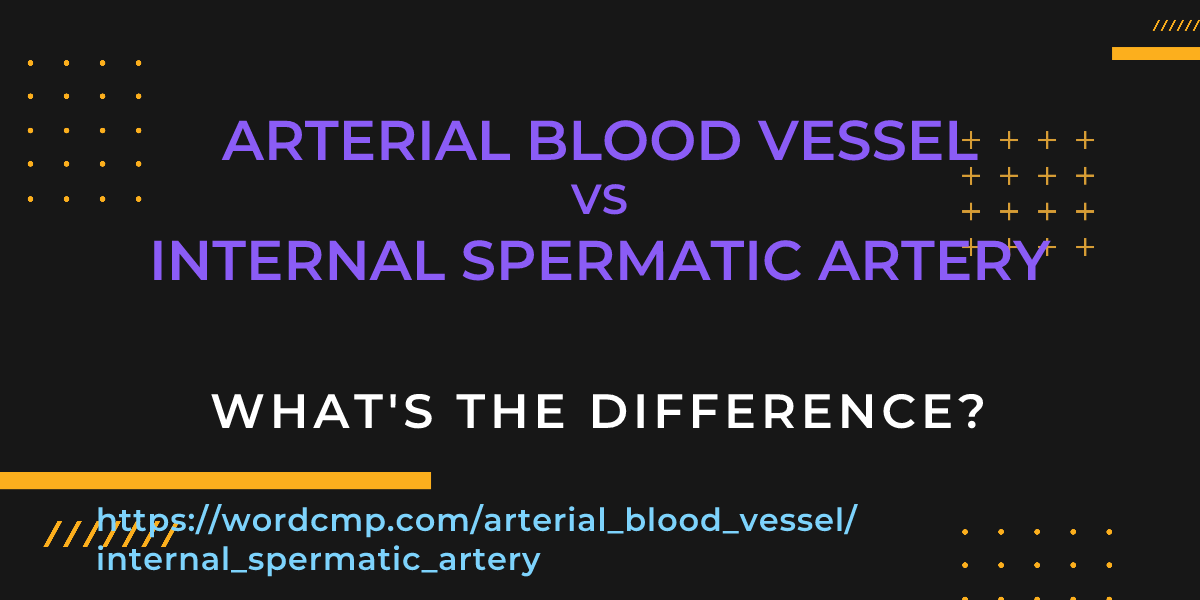 Difference between arterial blood vessel and internal spermatic artery