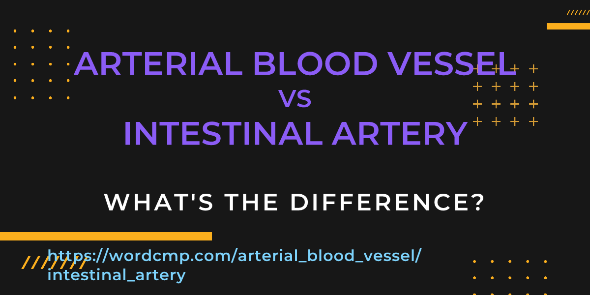 Difference between arterial blood vessel and intestinal artery
