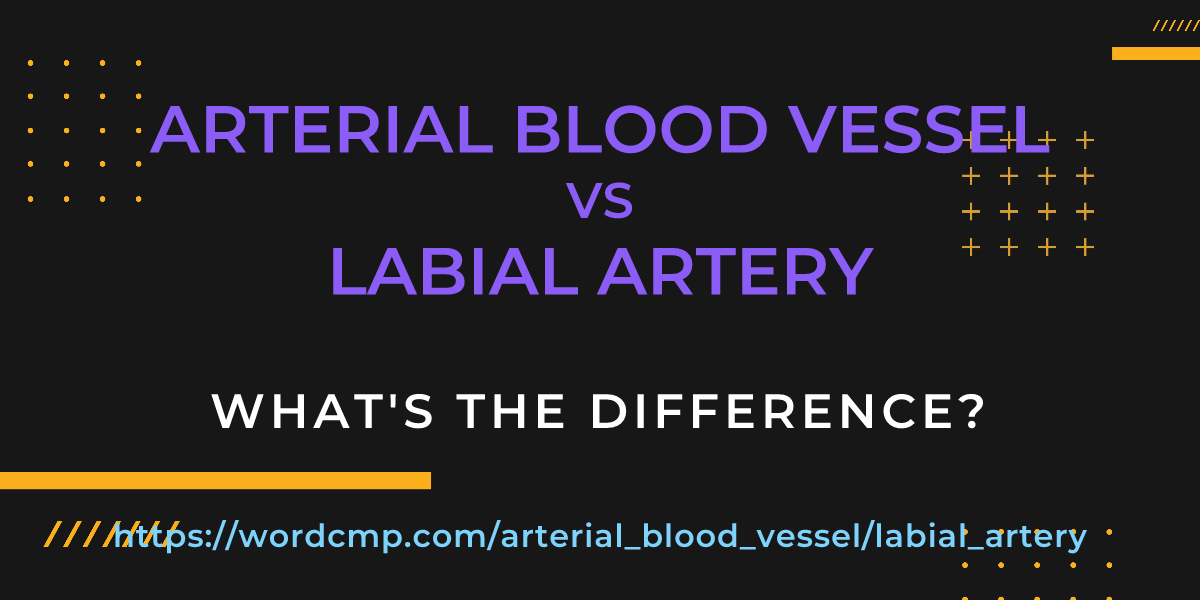 Difference between arterial blood vessel and labial artery